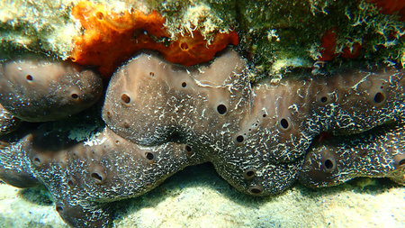 Kidney sponge or chicken liver sponge (Chondrosia reniformis) close-up undersea, Aegean Sea, Greece,...