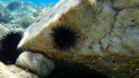 Black sea urchin (Arbacia lixula) undersea, Aegean Sea, Greece, Halkidikiの写真素材