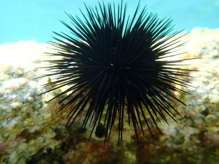Black sea urchin (Arbacia lixula) undersea, Aegean Sea, Greece, Halkidikiの写真素材