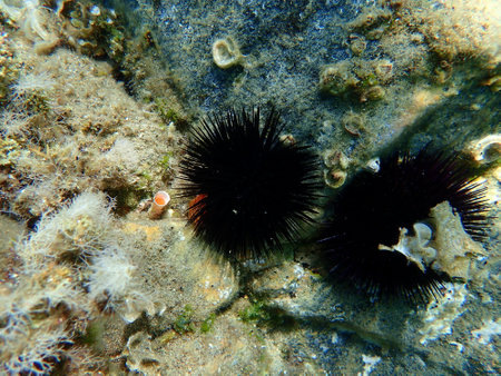 Black sea urchin (Arbacia lixula) undersea, Aegean Sea, Greece, Halkidikiの写真素材