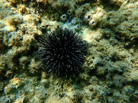 Black sea urchin (Arbacia lixula) undersea, Aegean Sea, Greece, Halkidikiの写真素材