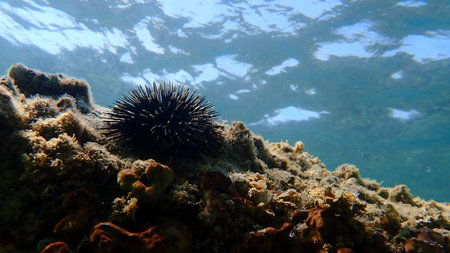 Black sea urchin (Arbacia lixula) undersea, Aegean Sea, Greece, Halkidiki