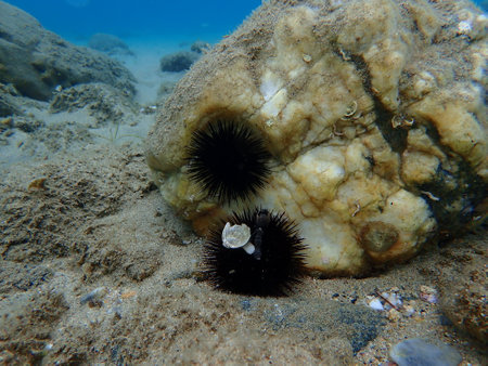 Black sea urchin (Arbacia lixula) undersea, Aegean Sea, Greece, Halkidikiの写真素材