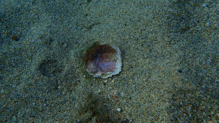 Seashell of saddle oyster or European jingle shell, European saddle oyster (Anomia ephippium) undersea, Aegean Sea, Greece, Halkidikiの写真素材