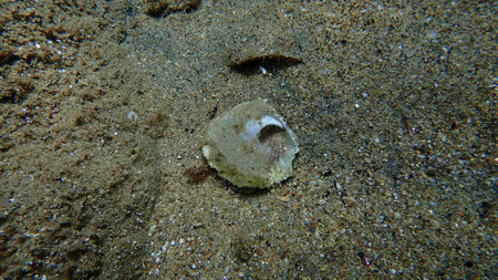 Seashell of saddle oyster or European jingle shell, European saddle oyster (Anomia ephippium) undersea, Aegean Sea, Greece, Halkidikiの写真素材