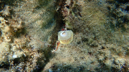 Seashell of saddle oyster or European jingle shell, European saddle oyster (Anomia ephippium) undersea, Aegean Sea, Greece, Halkidikiの写真素材