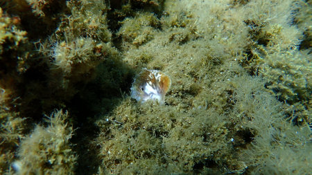 Seashell of saddle oyster or European jingle shell, European saddle oyster (Anomia ephippium) undersea, Aegean Sea, Greece, Halkidikiの写真素材