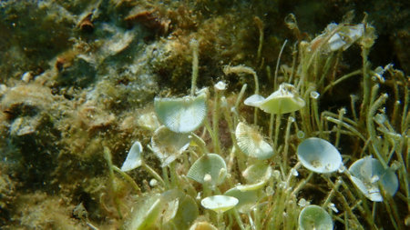 Green algae Acetabularia acetabulum close-up undersea, Aegean Sea, Greece, Halkidikiの写真素材