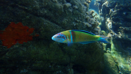 Ornate wrasse (Thalassoma pavo) undersea, Aegean Sea, Greece, Halkidikiの写真素材