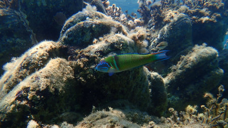 Ornate wrasse (Thalassoma pavo) undersea, Aegean Sea, Greece, Halkidikiの写真素材