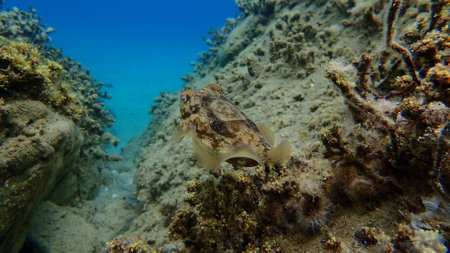 Common cuttlefish or European common cuttlefish (Sepia officinalis) undersea, Aegean Sea, Greece, Halkidikiの写真素材