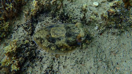 Common cuttlefish or European common cuttlefish (Sepia officinalis) undersea, Aegean Sea, Greece, Halkidikiの写真素材