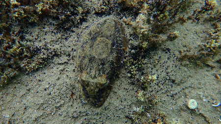 Common cuttlefish or European common cuttlefish (Sepia officinalis) undersea, Aegean Sea, Greece, Halkidikiの写真素材