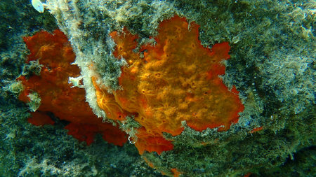 Red encrusting sponge or orange-red encrusting sponge (Crambe crambe) undersea, Aegean Sea, Greece, Halkidikiの写真素材