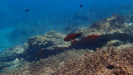 Damselfish or Mediterranean chromis (Chromis chromis) undersea, Aegean Sea, Greece, Halkidikiの写真素材