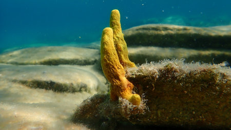 Yellow tube sponge or Aureate sponge (Aplysina aerophoba) undersea, Aegean Sea, Greece, Halkidikiの写真素材