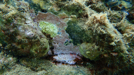 Encrusting coralline alga or coraline crust, paint weed (Lithophyllum incrustans) undersea, Aegean...