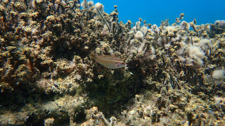 East Atlantic peacock wrasse (Symphodus tinca) juvenile undersea, Aegean Sea, Greece, Halkidikiの写真素材