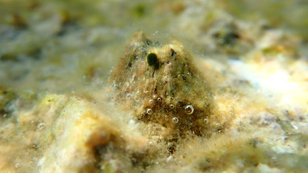 Perforated barnacle (Perforatus perforatus) close-up undersea, Aegean Sea, Greece, Halkidiki