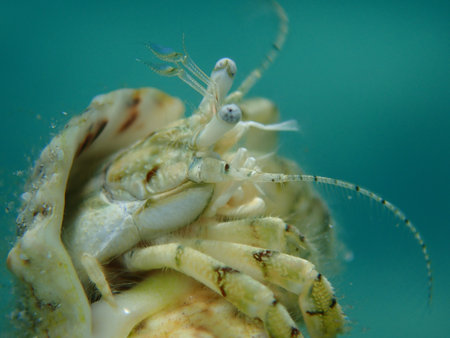 Roux's hermit crab or small hermit crab, south-claw hermit crab (Diogenes pugilator) extreme...