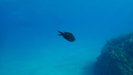 Damselfish or Mediterranean chromis (Chromis chromis) undersea, Aegean Sea, Greece, Halkidikiの写真素材