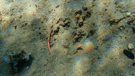Plastic garbage underwater, Aegean Sea, Greece, Halkidiki. Sea pollution.