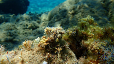 Encrusting colonial ascidian form or tunicate Diplosoma spongiforme undersea, Aegean Sea, Greece, Halkidikiの写真素材