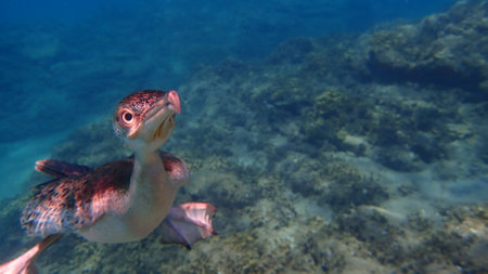 Great cormorant (Phalacrocorax carbo) hunting for fish undersea, Aegean Sea, Greece, Halkidikiの写真素材