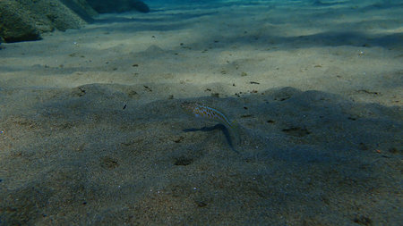 Greater weever (Trachinus draco) undersea, Aegean Sea, Greece, Halkidiki