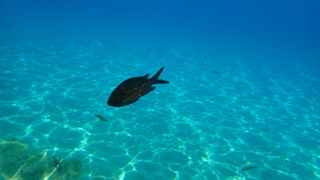 Damselfish or Mediterranean chromis (Chromis chromis) undersea, Aegean Sea, Greece, Halkidikiの写真素材