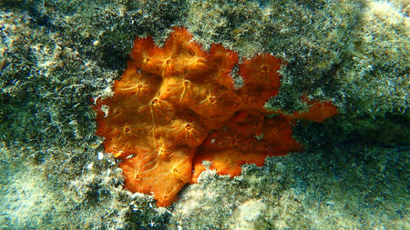 Red encrusting sponge or orange-red encrusting sponge (Crambe crambe) undersea, Aegean Sea, Greece,...