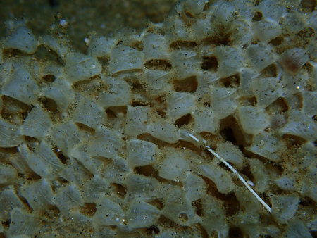 Sea snail banded dye-murex (Hexaplex trunculus) eggs close-up undersea, Aegean Sea, Greece,...