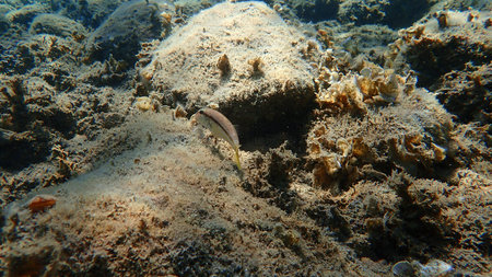 Striped red mullet or surmullet (Mullus surmuletus) undersea, Aegean Sea, Greece, Halkidiki