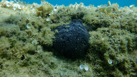 Black leather sponge (Sarcotragus spinosulus) undersea, Aegean Sea, Greece, Halkidiki