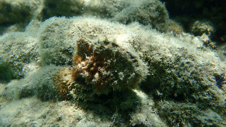 Rayed pearl oyster (Pinctada radiata) undersea, Aegean Sea, Greece, Halkidiki