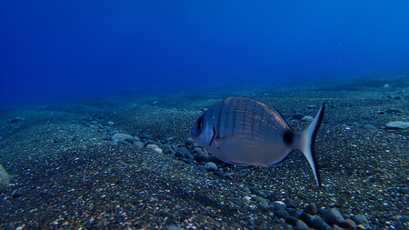 White seabream or sargo (Diplodus sargus) undersea, Aegean Sea, Greece, Santorini island, Kamari...