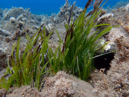 Neptune grass or Mediterranean tapeweed (Posidonia oceanica) undersea, Aegean Sea, Greece, Santorini...