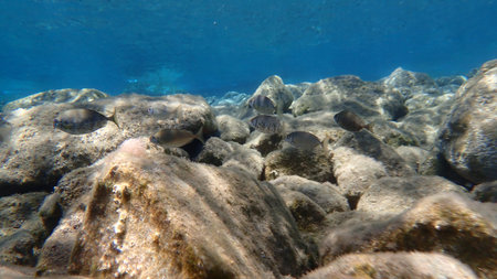 Marbled spinefoot or rivulated rabbitfish (Siganus rivulatus), Aegean Sea, Greece, Santorini island