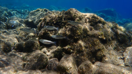 Golden gray mullet (Chelon auratus) undersea, Aegean Sea, Greece, Santorini islandの写真素材
