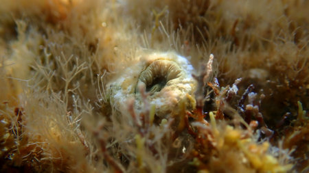 Scarlet coral or pig-tooth coral, european star coral Balanophyllia (Balanophyllia) europaea close-up undersea, Aegean Sea, Greece, Santorini islandの写真素材