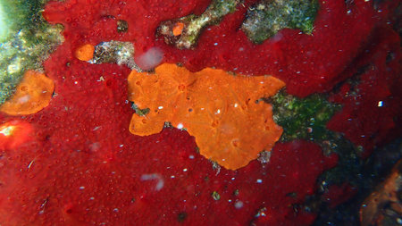 Sea sponge (Phorbas fictitius) and orange vented sponge (Spirastrella cunctatrix) undersea, Aegean...