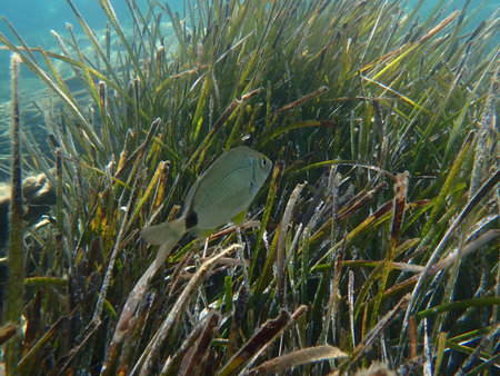 Annular seabream (Diplodus annularis) undersea, Aegean Sea, Greece, Skiathos island, Vasilias beach