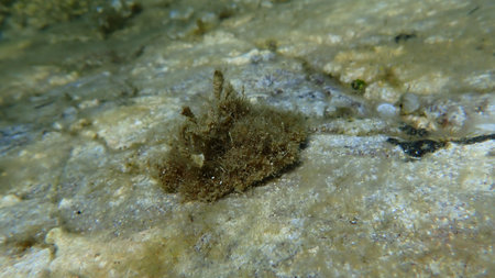 Sea snail true limpet (Patella sp.) undersea, Aegean Sea, Greece, Skiathos island, Vasilias beach