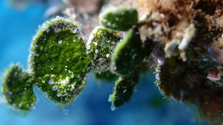 Calcareous green algae (Halimeda tuna) extreme close-up undersea, Aegean Sea, Greece, Skiathos island, Vasilias beachの写真素材