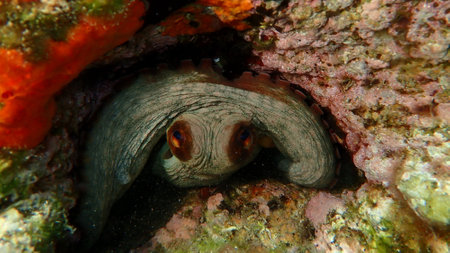Common octopus (Octopus vulgaris) undersea, Aegean Sea, Greece, Halkidiki, Pirgos beachの写真素材