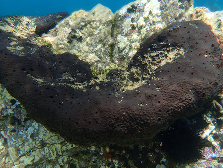 Black leather sponge (Sarcotragus spinosulus) undersea, Aegean Sea, Greece, Skiathos island, Vasilias beachの写真素材