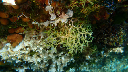 Brown algae forkweed or doubling weed (Dictyota dichotoma) undersea, Aegean Sea, Greece, Alonissos...