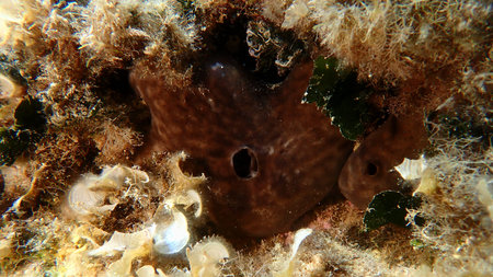 Kidney sponge (Chondrosia reniformis) undersea, Aegean Sea, Greece, Alonissos island, Chrisi Milia...