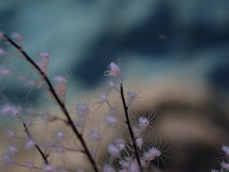 Hydrozoa feathered hydroid or feather hydroid, sea-nettle (Pennaria disticha) close-up undersea, Aegean Sea, Greece, Syros island, Azolimnos beachの写真素材