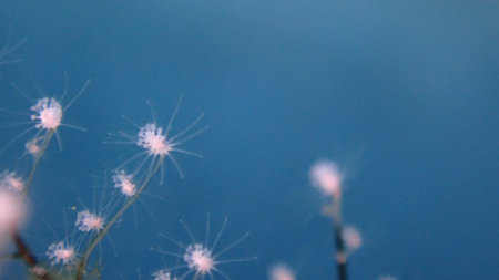 Hydrozoa feathered hydroid or feather hydroid, sea-nettle (Pennaria disticha) extreme close-up undersea, Aegean Sea, Greece, Syros island, Azolimnos beachの写真素材